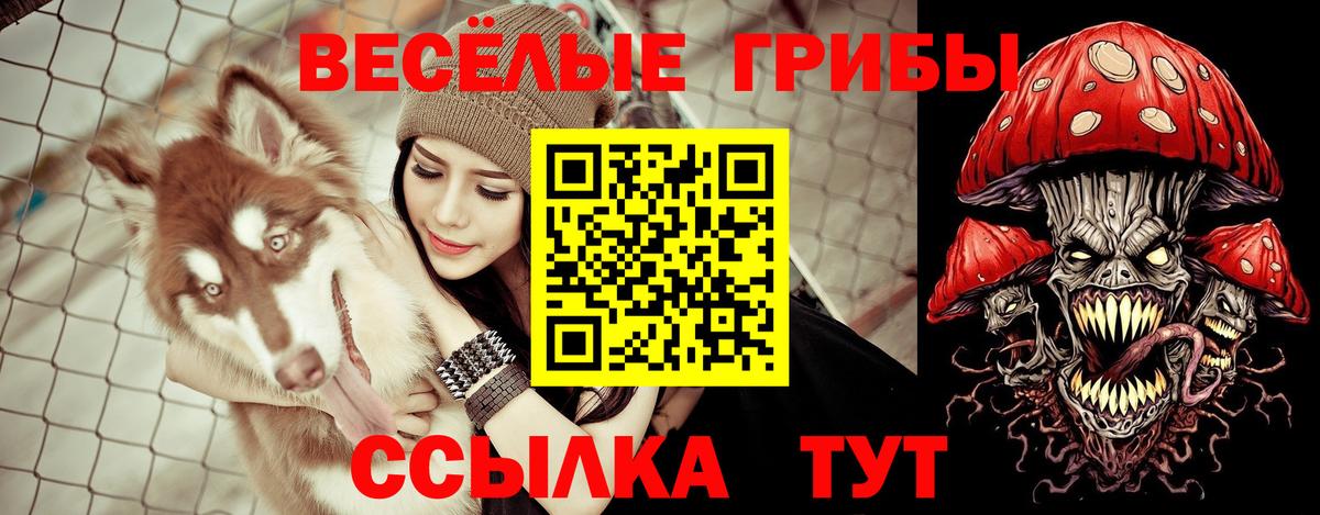 Псилоцибиновые грибы Psilocybine cubensis Лангепас
